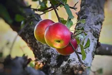 گردش مالی ۱۰ همتی سیب مراغه
