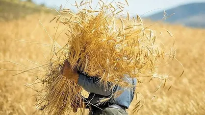 پرداخت بیش از ۹۵ درصد از مطالبات گندم کاران ایلام&nbsp;