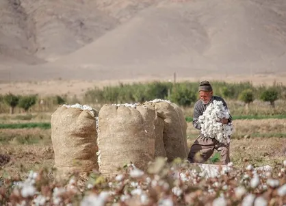 واردات بدموقع عامل ذبح پنبه&zwnj;کاران / قیمت پایین کمر کشاورزان را شکست