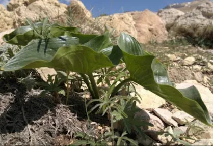 برداشت بی&zwnj;رویه گیاهان دارویی تهدیدی جدی برای مناطق حفاظت&zwnj;شده گچساران