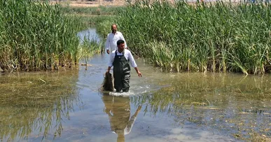 کشف ۲ رشته تور ماهیگیری غیرمجاز در تالاب نوروزلو میاندوآب / برخورد با صید غیرمجاز