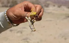 چنگلوایی: مبارزه با ملخ صحرایی در سطحی بیش از ۴۰۶ هزار هکتار انجام شد