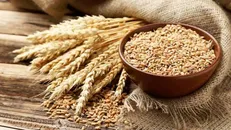 بیشترین میزان صدور گواهی بذر به نام گندم، جو و برنج ثبت شد