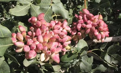 محصولات باغ&zwnj;های پسته با کود&zwnj;های زیستی افزایش می&zwnj;یابد