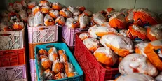 کشتار طیور کشور ۳۲ درصد در اردیبهشت کاهش یافت/ قیمت هر کیلو مرغ در کانال ۹۰ هزار تومان