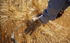 هادربادی: ۴۰ درصد گندم کشور توسط شبکه‌های تعاونی خریداری شد