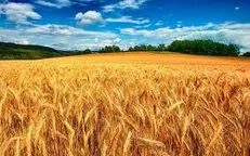 خرید بیش از ۳۱ هزار تن گندم در کهگیلویه و بویراحمد / نیمی از مزارع دیم قابل برداشت نیستند