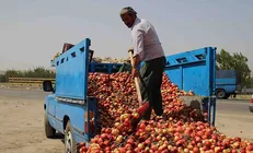 سالانه ۳۵ درصد محصولات کشاورزی از مزرعه تا سفره هدر می‌رود