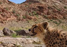«تلما» یوزپلنگ آسیایی با ۲ توله در توران مشاهده شد