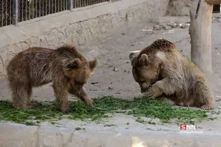 باغ وحش ارم سبز 