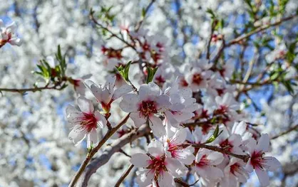 توصیه&zwnj;های طب سنتی برای فصل بهار