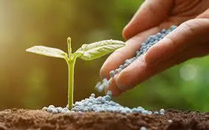 توزیع ۲۹۸۰ تن کود فسفات در استان زنجان