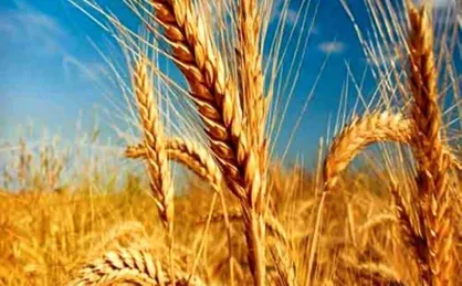تحویل بیش از ۷ هزار تن گندم سرخس به سیلو&zwnj;های خراسان رضوی