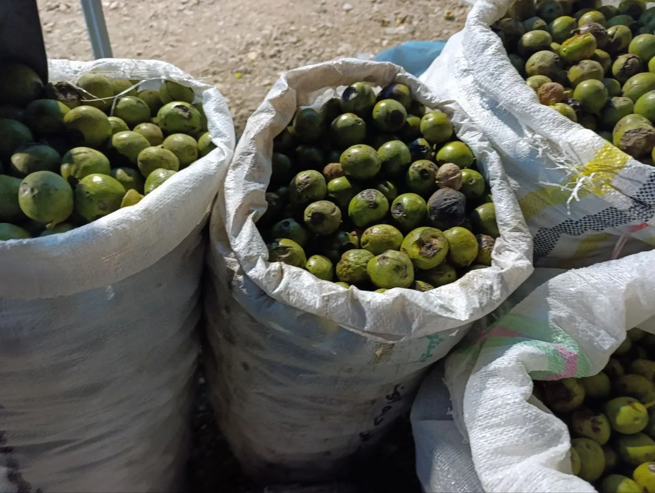 گردو گردو
