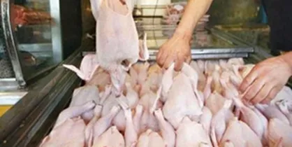 فروشندگان مرغ به بهانه قطعه&zwnj;بندی گران&zwnj;فروشی نکنند