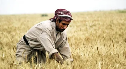 عراق در تولید گندم خودکفا می&zwnj;شود