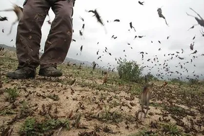 آماده باش نیرو&zwnj;های جهادی کرمانی برای مقابله با ملخ&zwnj;ها / دولت به فکر کمبود بودجه برای گروه&zwnj;های جهادی باشد
