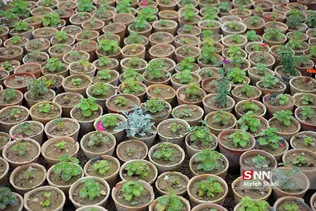 صدای پای بهار
