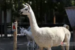 باغ وحش ارم سبز 