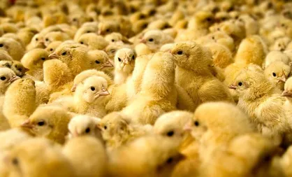 برنامه جدید دولت برای پایان دادن به سریال جوجه&zwnj;کُشی