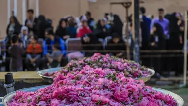 آغاز جشنواره گلابگیری در مناطق مختلف تهران