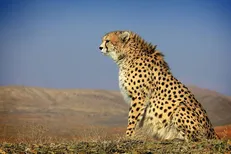 ۱۰ یوز جدید در کشور شناسایی شد + فیلم