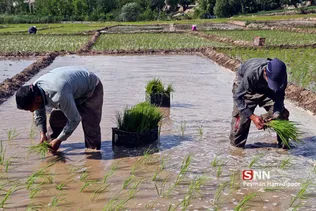 شالی برنج بجنورد
