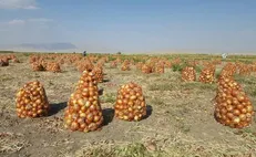 تفاوت فاحش قیمت پیاز در میدان مرکزی و خرده‌فروشی‌ها