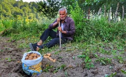 تنها راه حل مشکل سیب زمینی کاران گلستانی صادرات است
