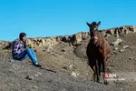 اسب ترکمن