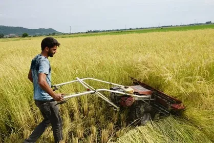 ۷۵ درصد محصولات برنج از شالیزار&zwnj;های آمل برداشت شد
