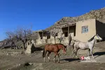 اسب ترکمن