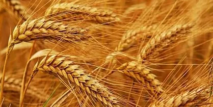 حرکت ۱۴ کشتی نهاده دامی به سمت ایران/ ۲۴ کشتی آماده تخلیه نهاده&zwnj;های وارداتی در بنادر