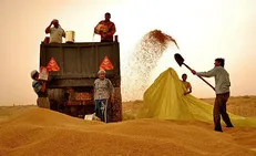 آغاز فعالیت سامانه فروش گندم
