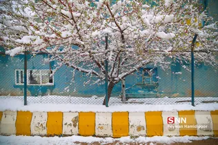 شکوفه زمستانی