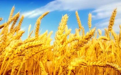 نرخ خرید تضمینی گندم برای سال زراعی آینده تعیین شد