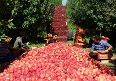 رتبه‌های زیر ۲۰ ایران در تولید ۳۳ محصول