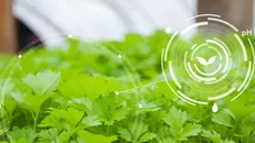 محصولات صنعتی فناوری نانو به حوزه کشاورزی رسید / کشاورزی نیازمند فناوری‌های جدید