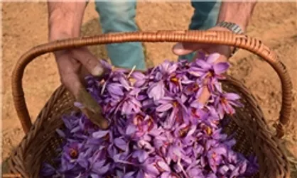 قرارداد آتی زعفران در بورس کالای ایران راه اندازی می&zwnj;شود