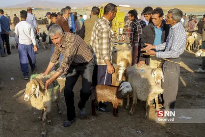 بازار دام در آستانه عید قربان