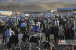 بازار دام