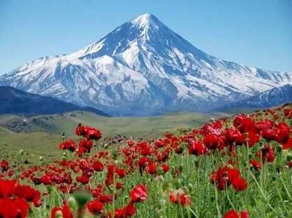 شقایق ایرانی یک داروخانه تمام عیار / گیاهان دارویی ظرفیت صادراتی دارند