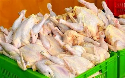 تابش: قیمت مرغ و شکر به روال قبل بازمی&zwnj;گردد