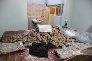 کشف مرغ و گوشت فاسد جهت توزیع در ساندویچی ها