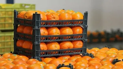 تأمین ۱۱۰ تن میوه شب عید در کهگیلویه و بویراحمد / راه&zwnj;اندازی ۳۴ غرفه توزیع
