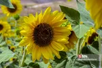 آفتاب گردون
