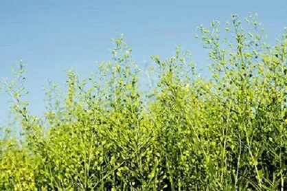استاندارد ملی روغن و کنجاله کاملینا با حضور عضو هیئت علمی دانشگاه رازی تدوین شد