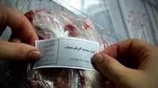 مشارکت مردم در طرح «نذر قربانی» با هر مبلغی امکان‌پذیر است