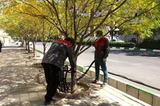 فرصت حضور مسئولان در جشنواره ملی جهادگران فراهم شود/ غرس ۷۵۰ هزار اصله نهال به سفارش بنیاد علوی 
