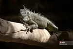باغ وحش ارم سبز 